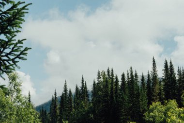 Yeşil Çamın dalları orman gökyüzüne karşı