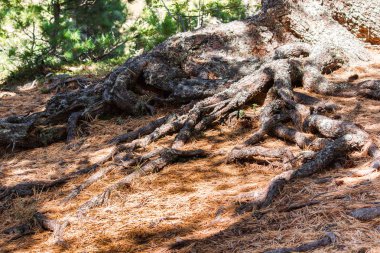 Ağaçlar ve sedir orman sarı iğnelerden kökleri