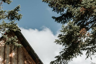 Ormanda ahşap turist evin duvarları parçası