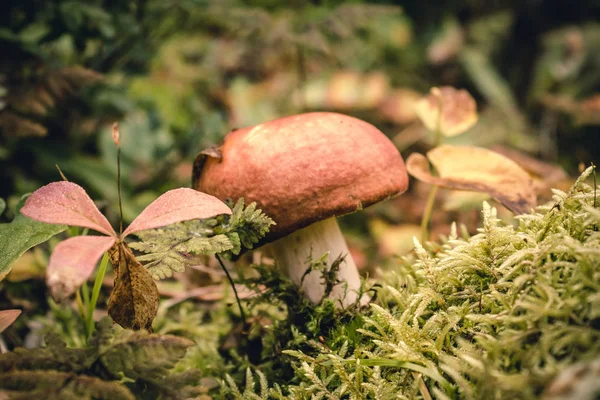 Champignon Poussant Mousse Dans Forêt Automne — Photo