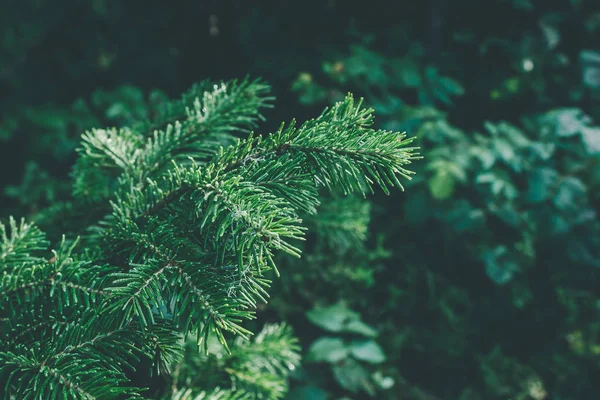 Зелена Гілка Сосни Літньому Лісі Драматична Атмосфера — стокове фото
