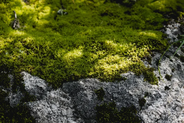 Musgo Verde Sobre Piedra Bosque Verano — Foto de Stock