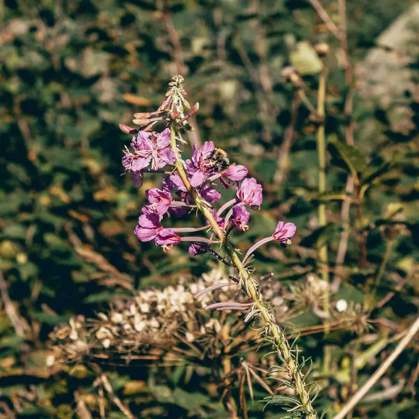 Piękne Kwiaty Fioletowe Strefie Górskiej Zielonej Trawie Letni Dzień — Zdjęcie stockowe