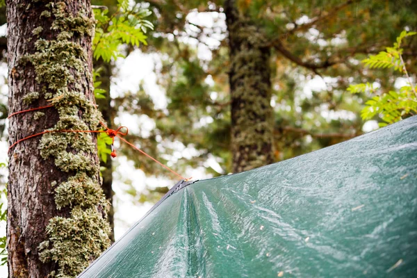 Wet tent green tents in a pine forest in the rain