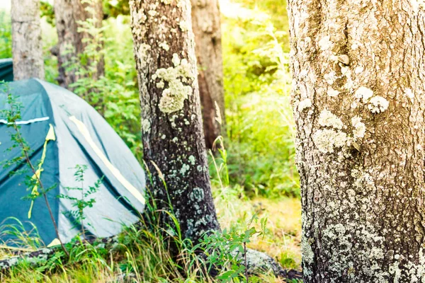 Tienda Húmeda Tiendas Verdes Bosque Pinos Lluvia —  Fotos de Stock