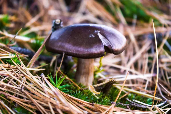 Champignon Solitaire Poussant Dans Mousse Dans Forêt — Photo