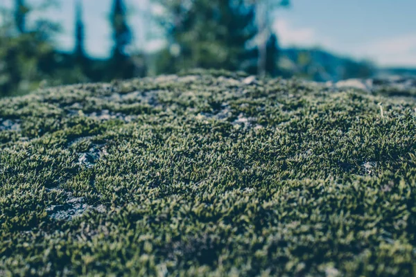 Musgo Verde Sobre Piedra Bosque Verano — Foto de Stock