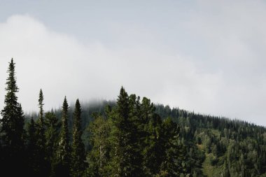 Yeşil Çamın dalları orman gökyüzüne karşı
