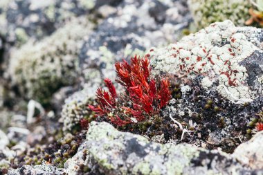 Kırmızı yosun, succulents Dağı buzlu