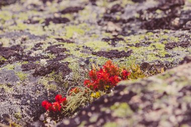 Kırmızı yosun, succulents Dağı buzlu
