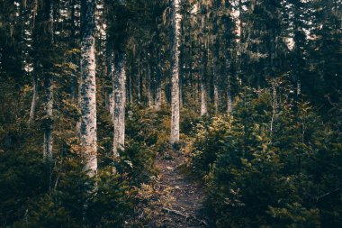 İğne yapraklı orman kir yolundaki. Hiking, seyahat.