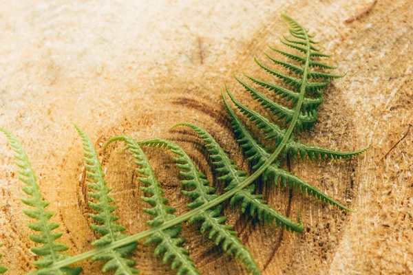 Groene Fern Blad Boomstronk — Stockfoto