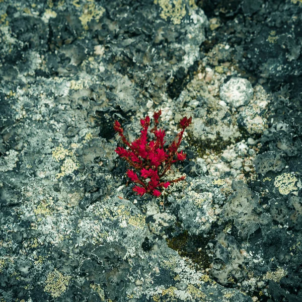 Musgo Rojo Las Suculentas Rocas Montaña — Foto de Stock