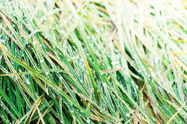 Grama Verde Exuberante Com Gotas Orvalho Amanhecer Antecedentes Natureza — Fotografia de Stock