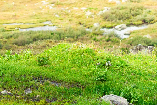 Bir Yaz Gününde Dağlık Bir Alanda Yeşil Çayır — Stok fotoğraf