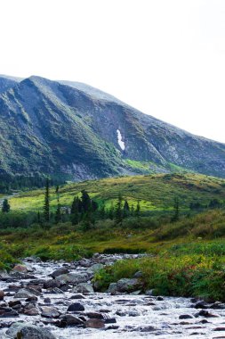 Hızlı dağ nehir yeşil ormanın içinde hızlı akışı