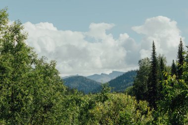 Yeşil Çamın dalları orman gökyüzüne karşı