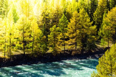 Güneşli bir sonbahar ormandaki mavi nehir. Sonbahar günlük gezi dağlarda.