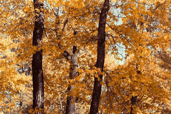Pappelhain Wald Von Bäumen Mit Gelben Blättern Herbst — Stockfoto