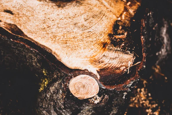 砍伐树干 夏日森林中的树桩 — 图库照片