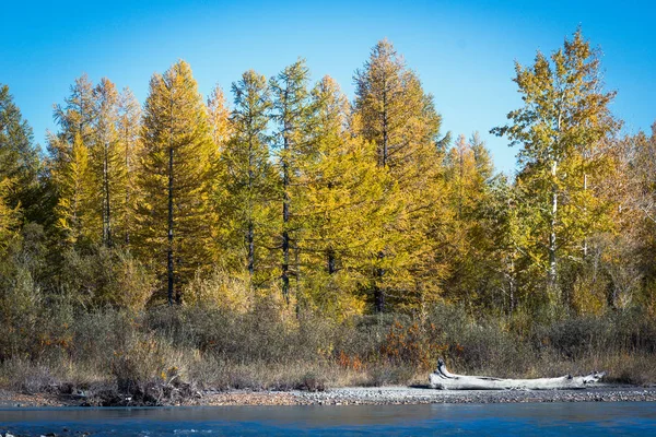 Синій Річка Осінньому Лісі Сонячний День Осінній День Поїздки Горах — стокове фото