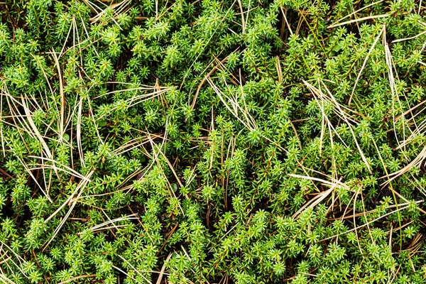 Carpet Moss Woods Sunny Day — Stock Photo, Image