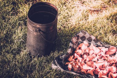 Sarı Cantharellus cibarius mantar
