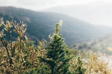 Yeşil Çamın dalları orman gökyüzüne karşı