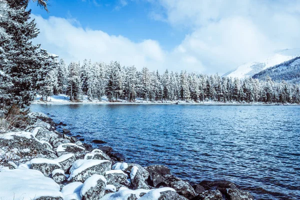 Winter mountain lake with snow-covered pine trees on the shore. Frosty weather in the Altai mountains, fog over the winter lake.  A number of snow-covered trees on the river.