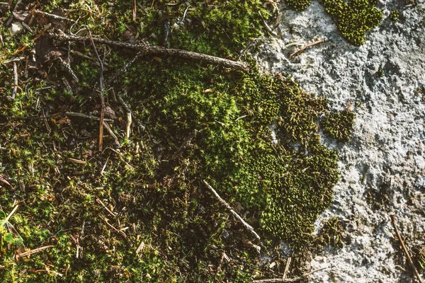 夏の森で石のコケをグリーン — ストック写真