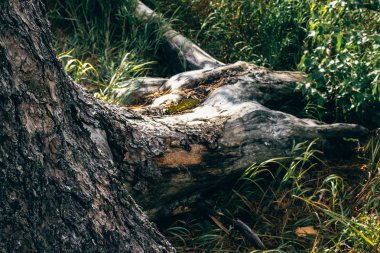 Cedar grove ağaçlarda güçlü kökleri. Güç ve dayanıklılık, yaşama arzusu.