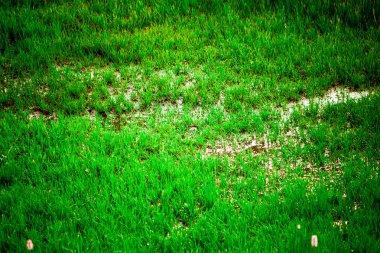 Yeşil çim enaz bataklıkta yetişir. Güneşli bir günde yeşil çayır ve akarsu.