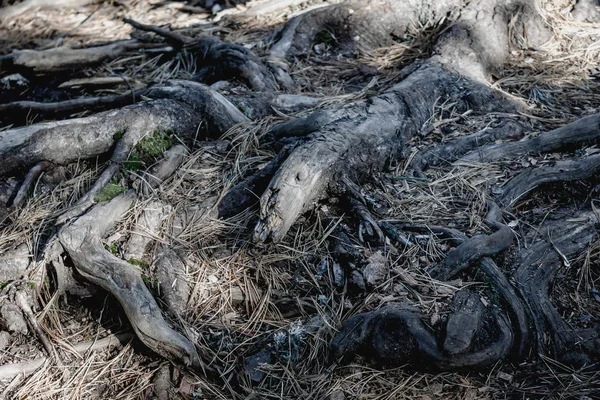 Sterke Wortels Van Bomen Cedar Grove Sterkte Duurzaamheid Wil Leven — Stockfoto