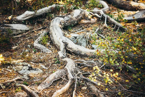 Fuertes Raíces Árboles Cedro Fuerza Durabilidad Voluntad Vivir — Foto de Stock