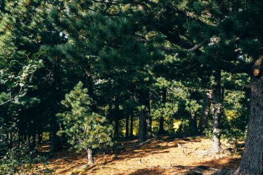 Ağaçlar ve sedir orman sarı iğnelerden kökleri