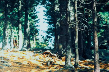 Yeşil Çamın dalları orman gökyüzüne karşı