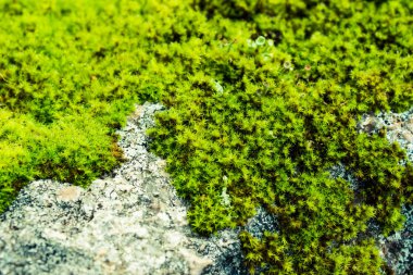 Yeşil yosun taş yaz ormandaki