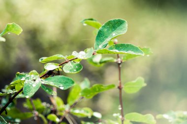 Sabah orman çiğ damlaları ile yeşil yaprakları. Yaz ormanda yağmur.