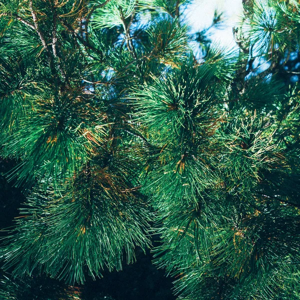 Grüne Kiefernzweige Gegen Den Himmel Wald — Stockfoto