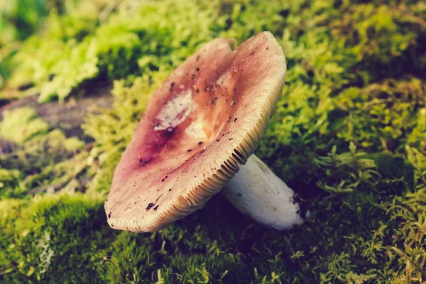 Champignon Solitaire Poussant Dans Mousse Dans Forêt — Photo