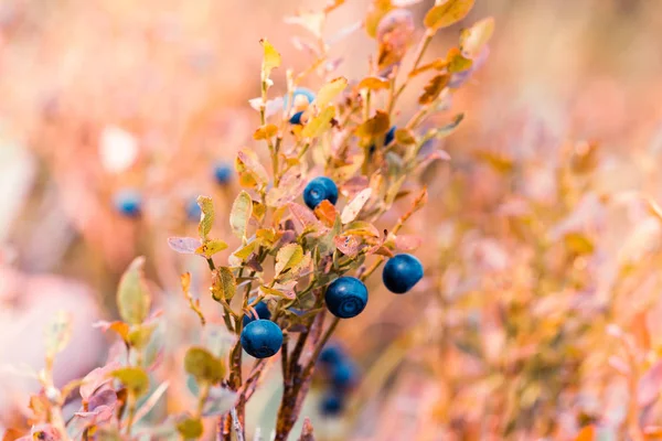 Blueberry berries on a branch of the yellow Bush. Autumn weather, berries in the forest.