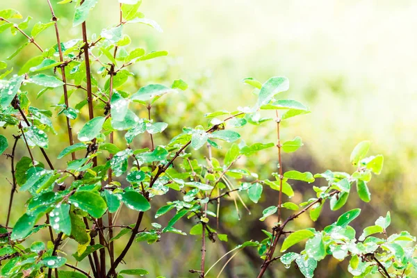 Foglie Verdi Con Gocce Rugiada Nella Foresta Del Mattino Pioggia — Foto Stock