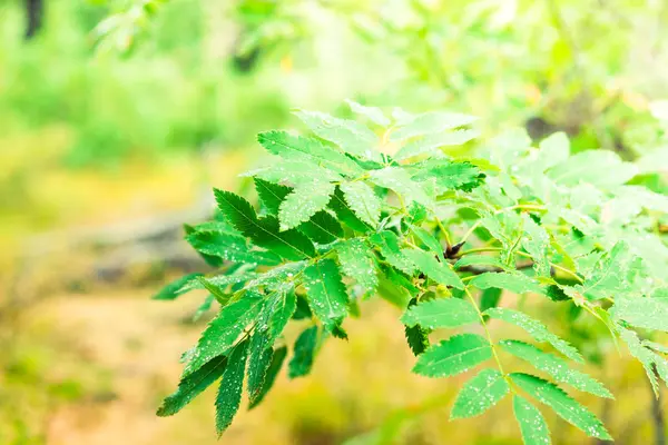 Hojas Verdes Con Gotas Rocío Bosque Matutino Lluvia Bosque Verano —  Fotos de Stock