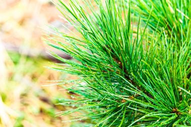 Yeşil Çamın dalları orman gökyüzüne karşı