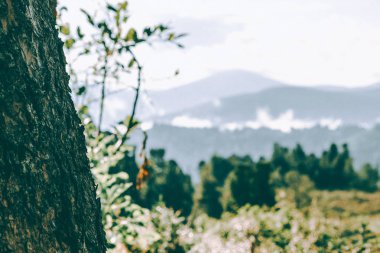 Arka planda tepeler ve orman çam ağacı