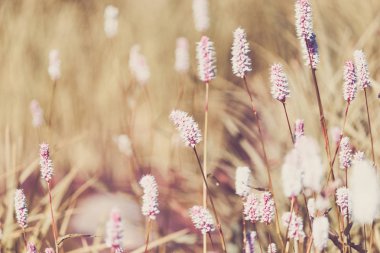 Bir yaz gününde yeşil çim bir dağ bölgede güzel mor çiçekler