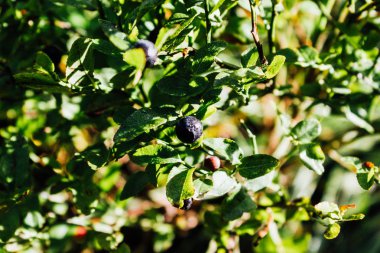 Yaban mersini bir dalı ormandaki yeşil çimlerin üzerinde