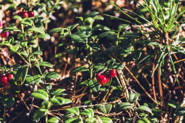Yaz ormandaki kırmızı vahşi meyveler