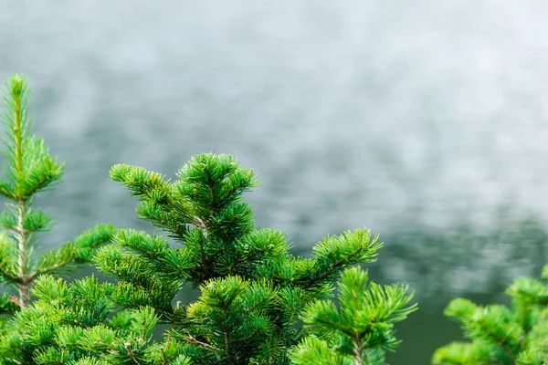 Grüne Kiefernzweige Gegen Den Himmel Wald — Stockfoto