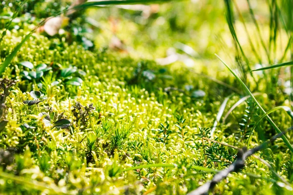 Musgo Verde Sobre Piedra Bosque Verano — Foto de Stock